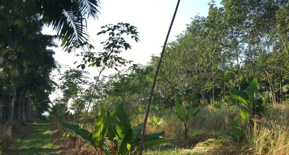 For sale land in Mueang Chumphon, Chumphon
