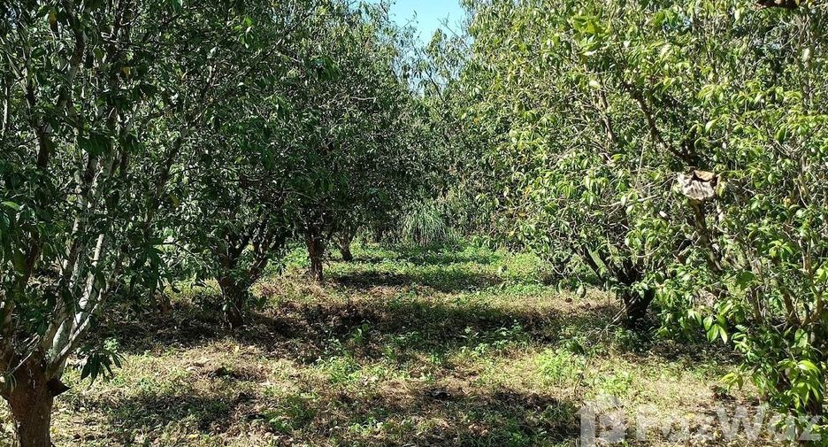 For sale land in Den Chai, Phrae