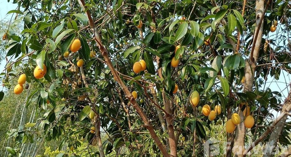 For sale land in Den Chai, Phrae