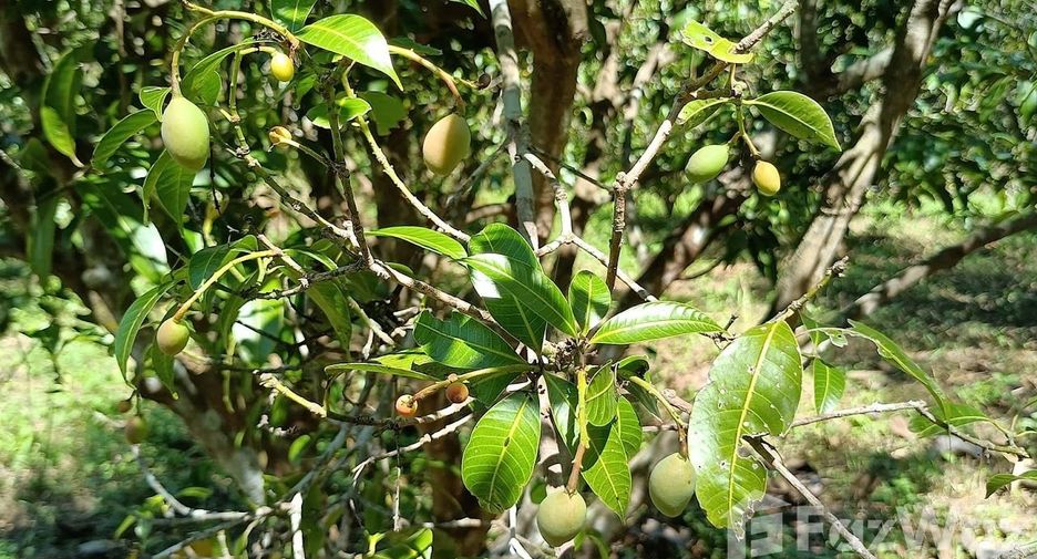 For sale land in Den Chai, Phrae