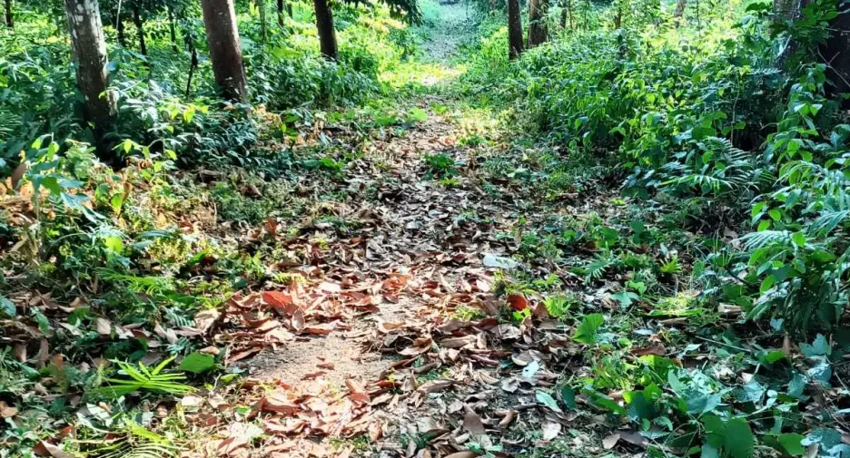 For sale land in Mueang Phuket, Phuket
