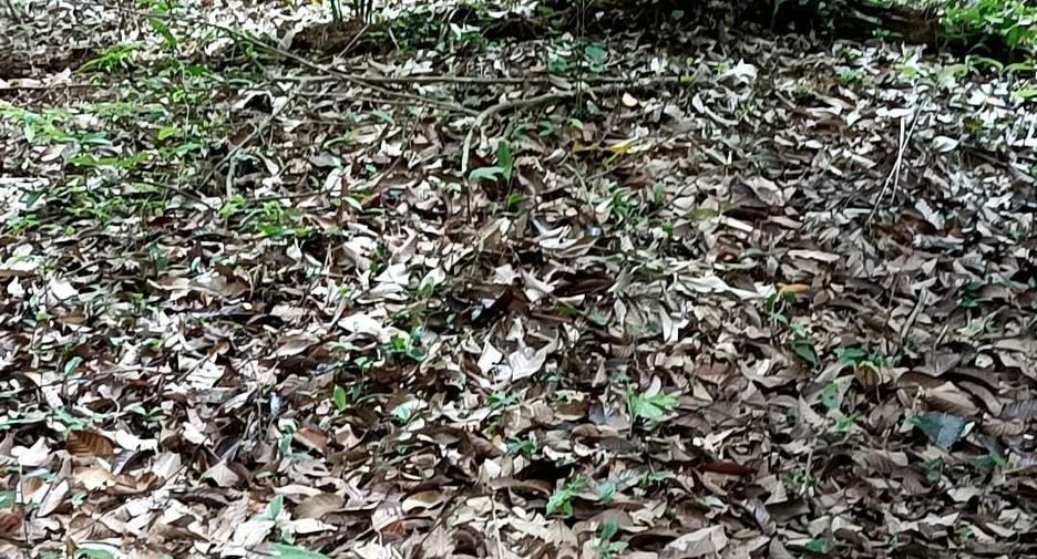 For sale land in Mueang Phuket, Phuket