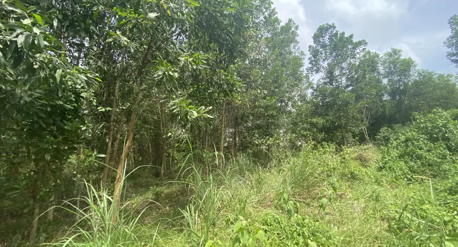 Grundstück zum Kauf in Thalang, Phuket