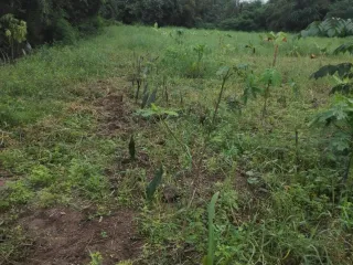 For sale land in Pak Thong Chai, Nakhon Ratchasima