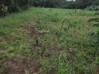 For sale land in Pak Thong Chai, Nakhon Ratchasima