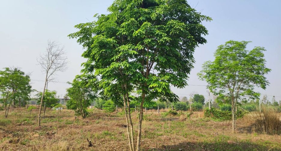 For sale land in Phu Wiang, Khon Kaen