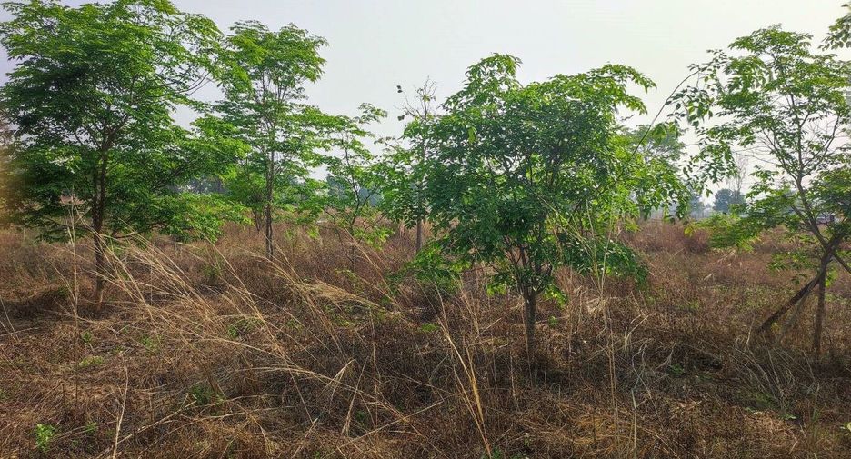 For sale land in Phu Wiang, Khon Kaen