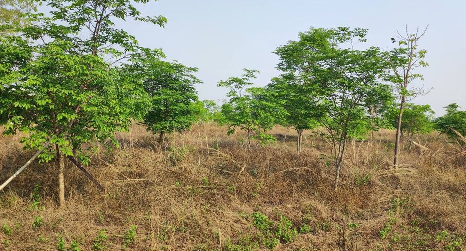 For sale land in Phu Wiang, Khon Kaen