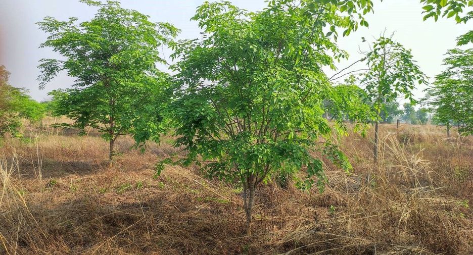 For sale land in Phu Wiang, Khon Kaen