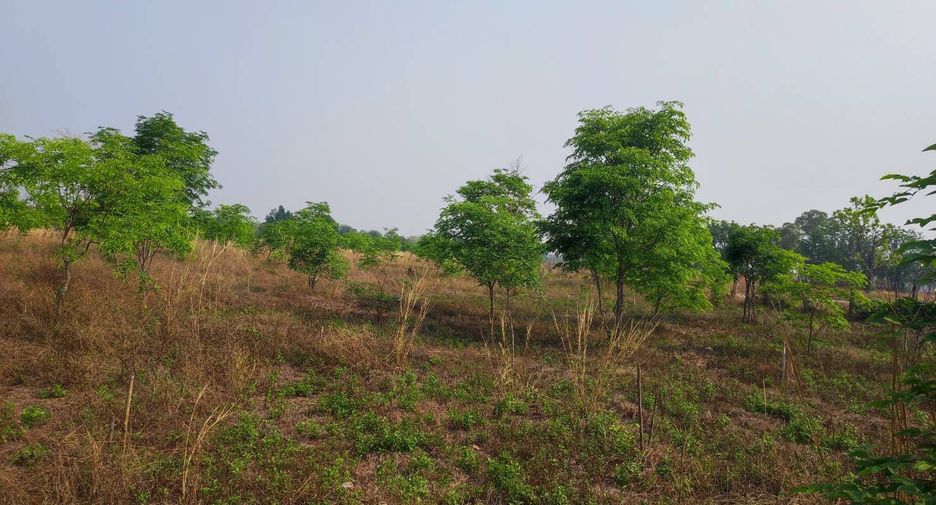 For sale land in Phu Wiang, Khon Kaen