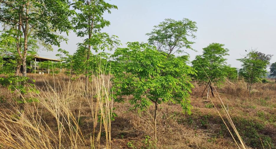 For sale land in Phu Wiang, Khon Kaen
