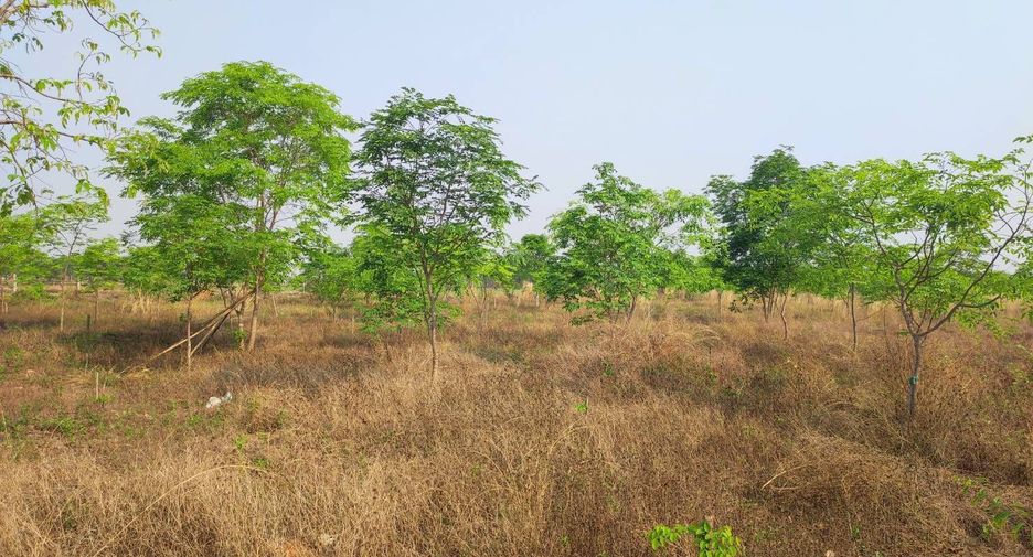 For sale land in Phu Wiang, Khon Kaen