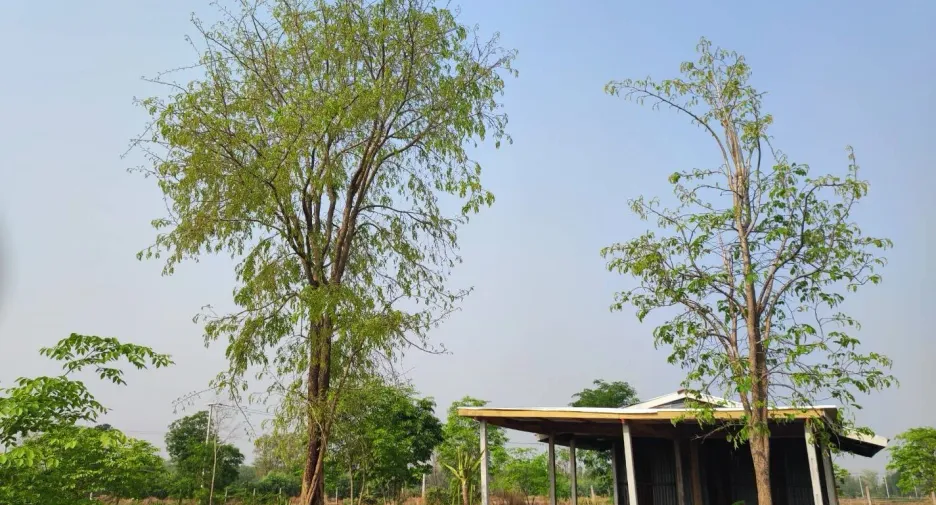 For sale land in Phu Wiang, Khon Kaen