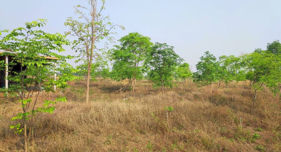 For sale land in Phu Wiang, Khon Kaen