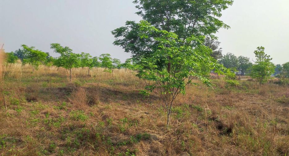 For sale land in Phu Wiang, Khon Kaen