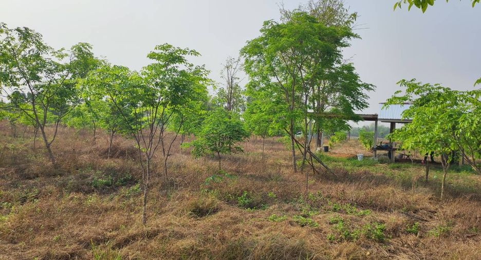 For sale land in Phu Wiang, Khon Kaen