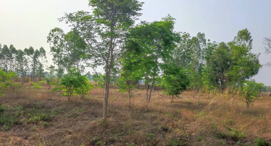 For sale land in Phu Wiang, Khon Kaen
