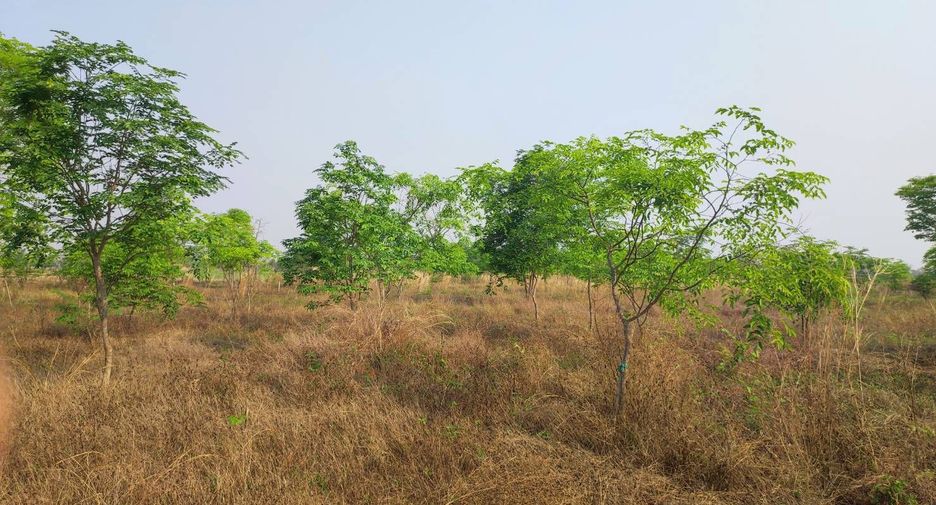 For sale land in Phu Wiang, Khon Kaen