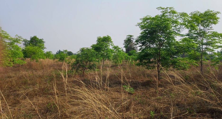 For sale land in Phu Wiang, Khon Kaen