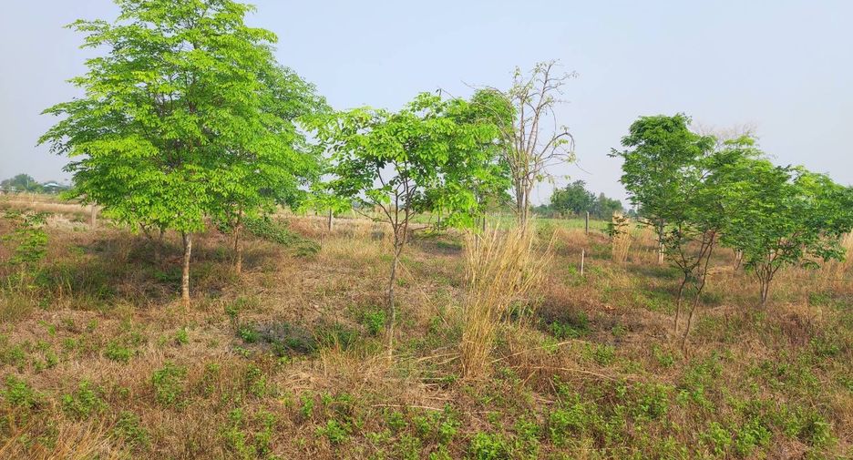 For sale land in Phu Wiang, Khon Kaen