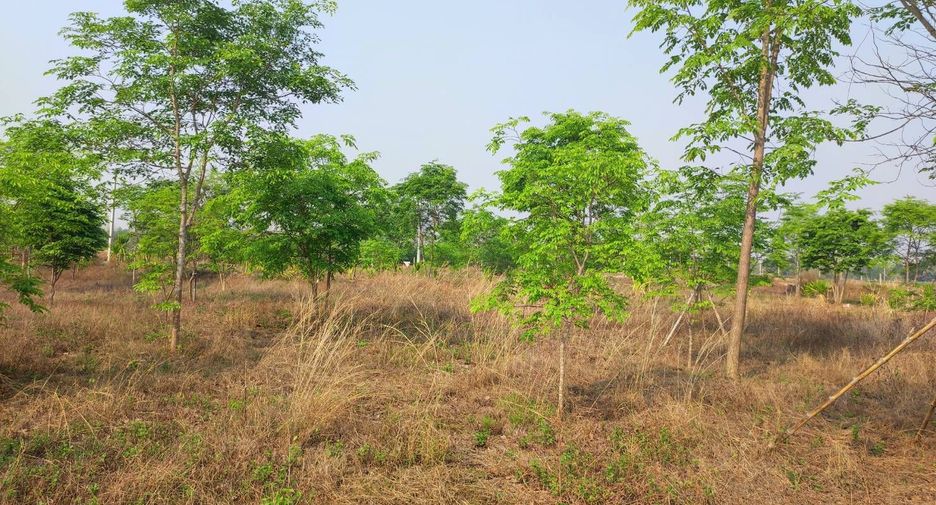 For sale land in Phu Wiang, Khon Kaen