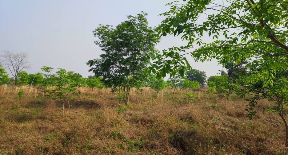For sale land in Phu Wiang, Khon Kaen