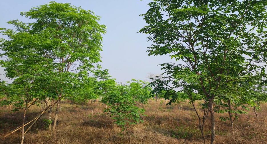 For sale land in Phu Wiang, Khon Kaen