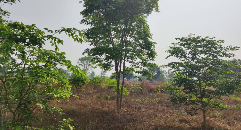 For sale land in Phu Wiang, Khon Kaen