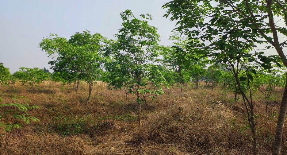For sale land in Phu Wiang, Khon Kaen