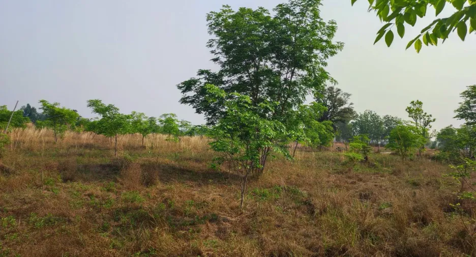 For sale land in Phu Wiang, Khon Kaen