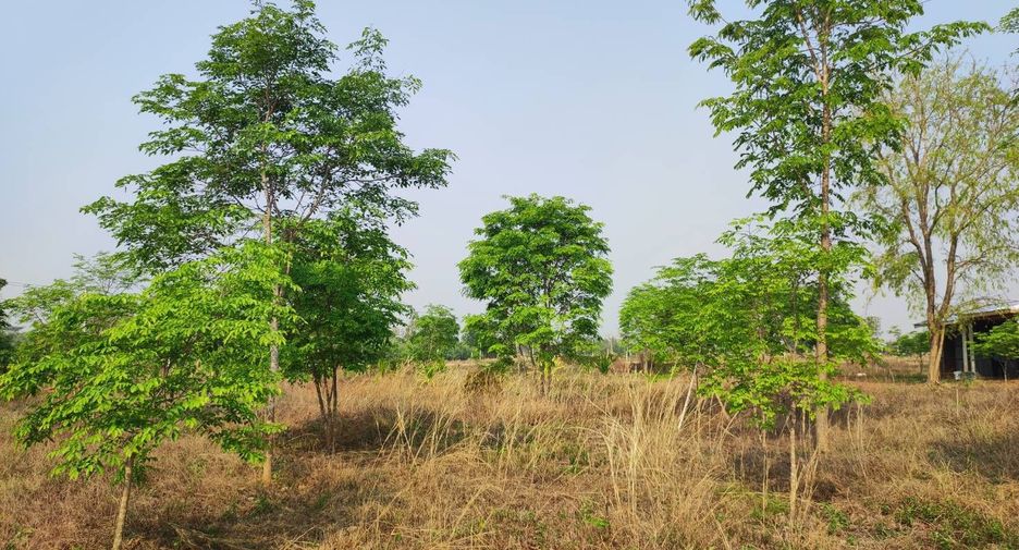 For sale land in Phu Wiang, Khon Kaen