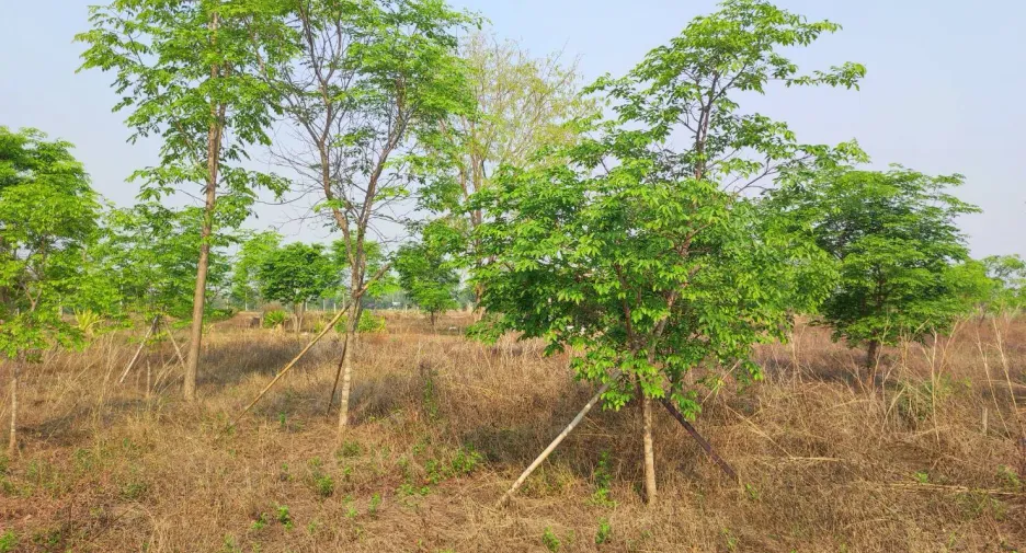 For sale land in Phu Wiang, Khon Kaen