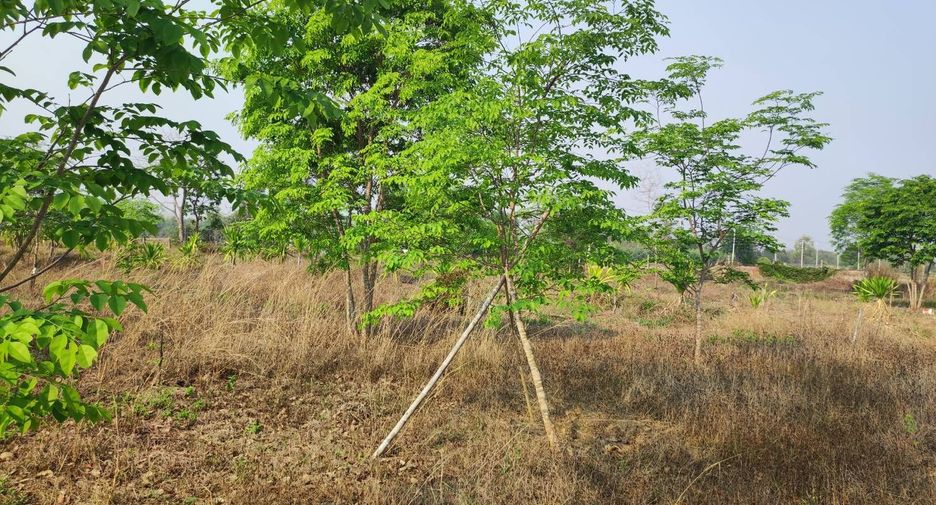 For sale land in Phu Wiang, Khon Kaen