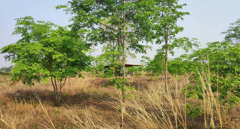 For sale land in Phu Wiang, Khon Kaen