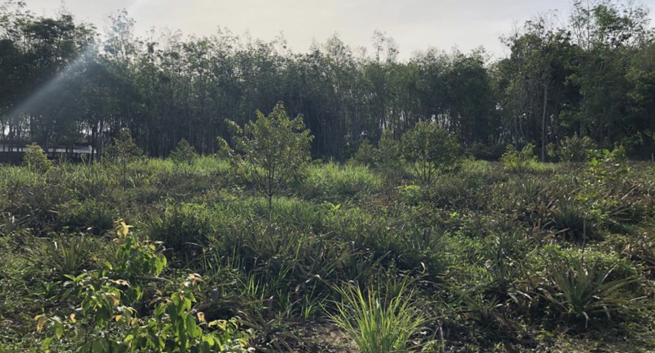 For sale land in Thalang, Phuket
