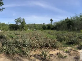For sale land in Thalang, Phuket