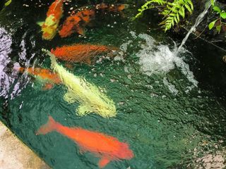 出售 3 卧室 独立屋 在 Plaeng Yao, Chachoengsao