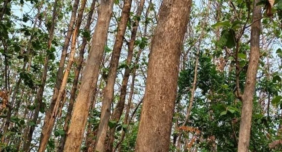 For sale land in Si Thep, Phetchabun