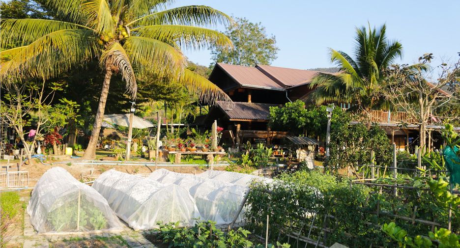 ขาย ที่ดิน ใน เชียงดาว, เชียงใหม่
