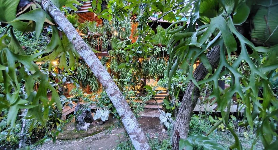 For sale land in Phanom, Surat Thani