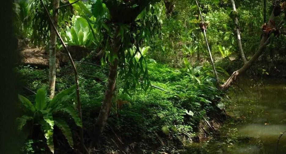 For sale land in Phanom, Surat Thani