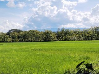 For sale land in Phan, Chiang Rai