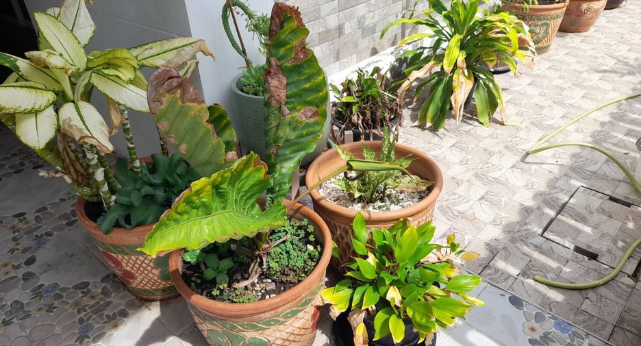 For sale 2 ベッドルーム townhouse in Mueang Chon Buri, Chonburi