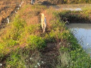 Terreno en venta en Ko Kha, Lampang