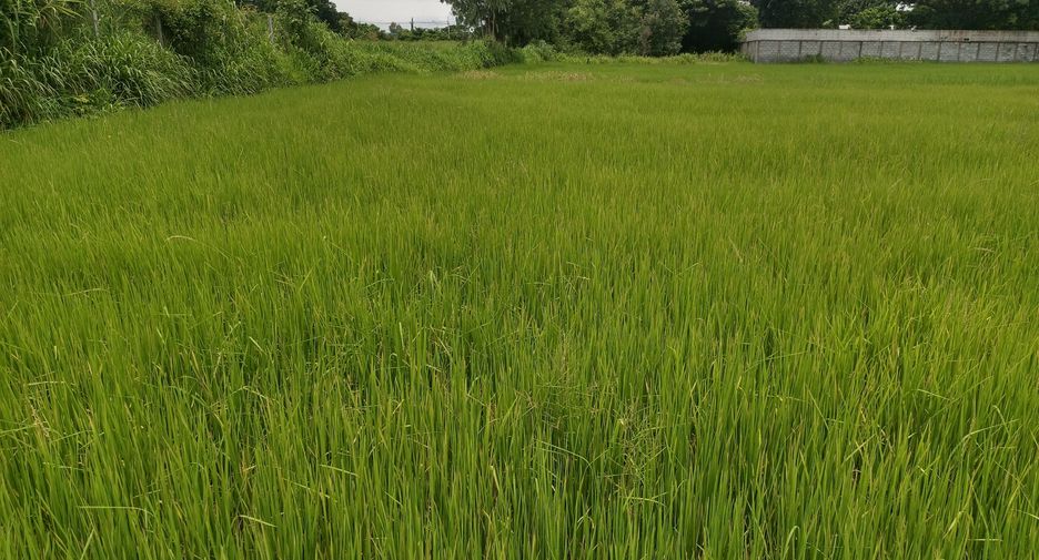 For sale land in Kantharawichai, Maha Sarakham