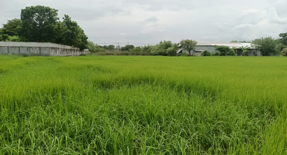 For sale land in Kantharawichai, Maha Sarakham