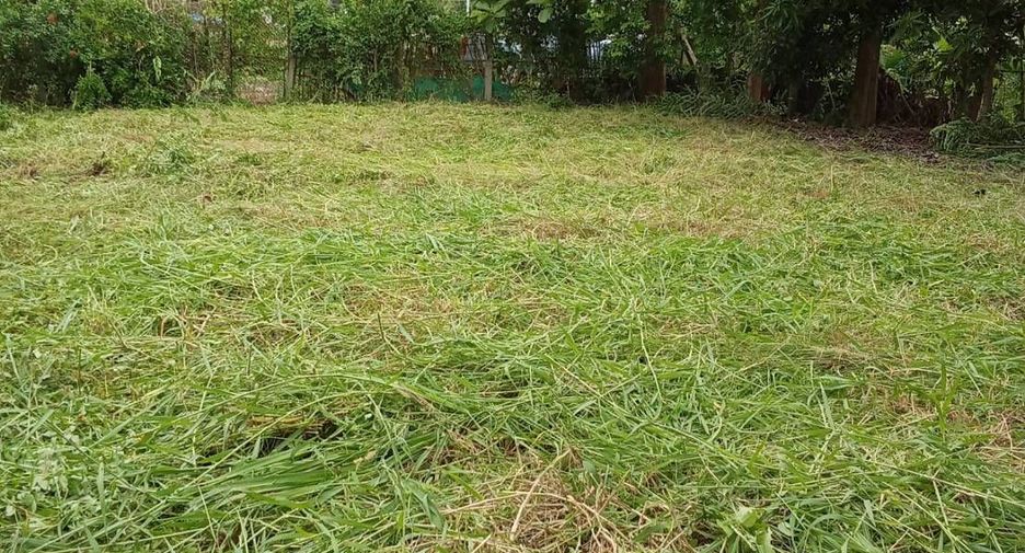 For sale land in Phrao, Chiang Mai