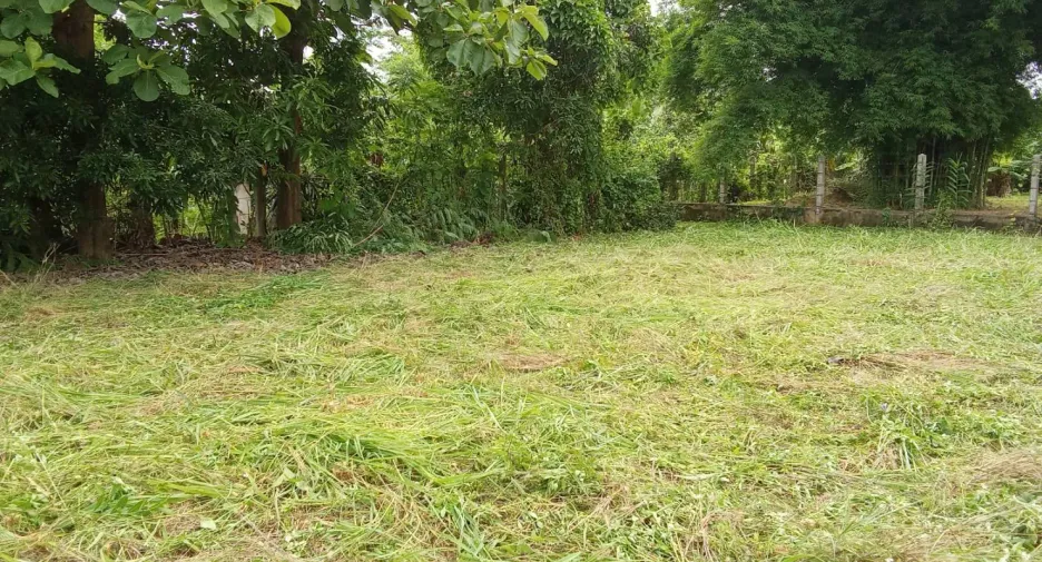 For sale land in Phrao, Chiang Mai