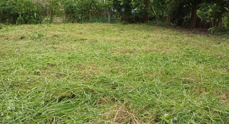 For sale land in Phrao, Chiang Mai