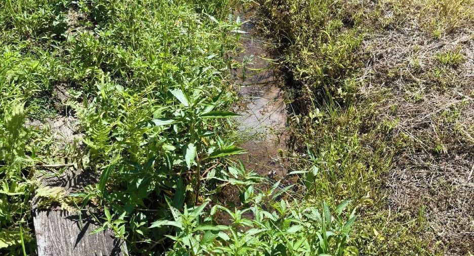 For sale land in Mae Ai, Chiang Mai